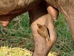 Yellow-billed Oxpecker