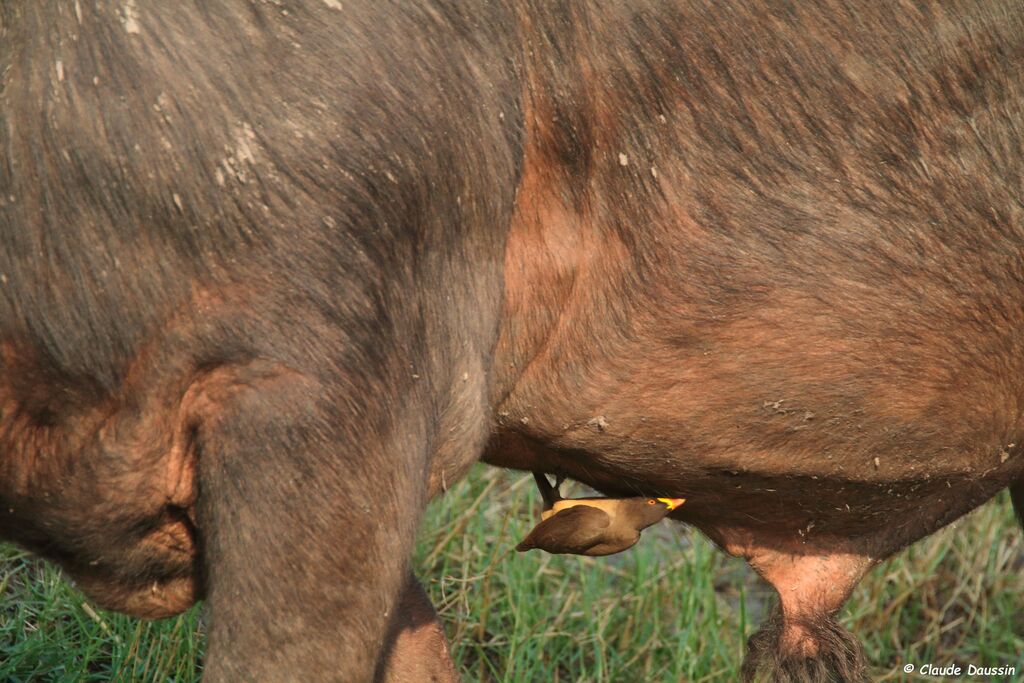 Yellow-billed Oxpecker