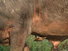 Yellow-billed Oxpecker