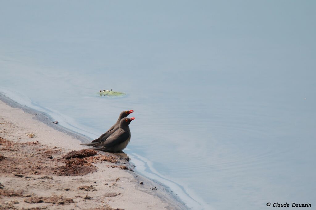 Red-billed Oxpecker