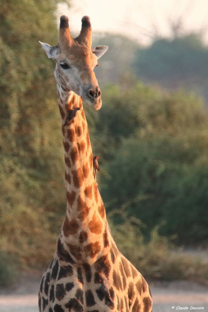 Red-billed Oxpecker