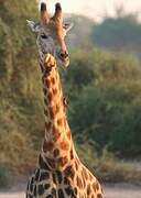 Red-billed Oxpecker