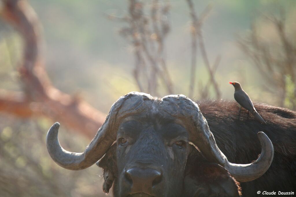 Red-billed Oxpecker