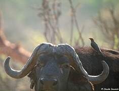 Red-billed Oxpecker