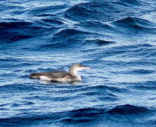 Black-throated Loon