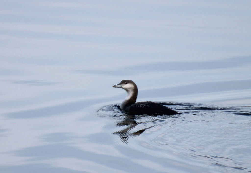 Plongeon arctique