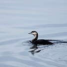 Plongeon arctique