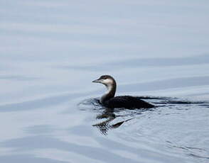 Plongeon arctique