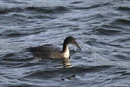 Common Loon