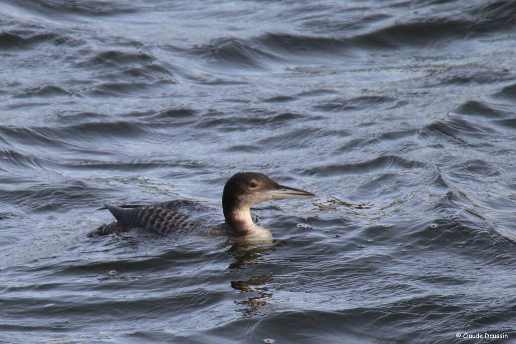 Common Loon