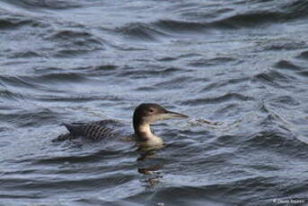 Plongeon imbrin