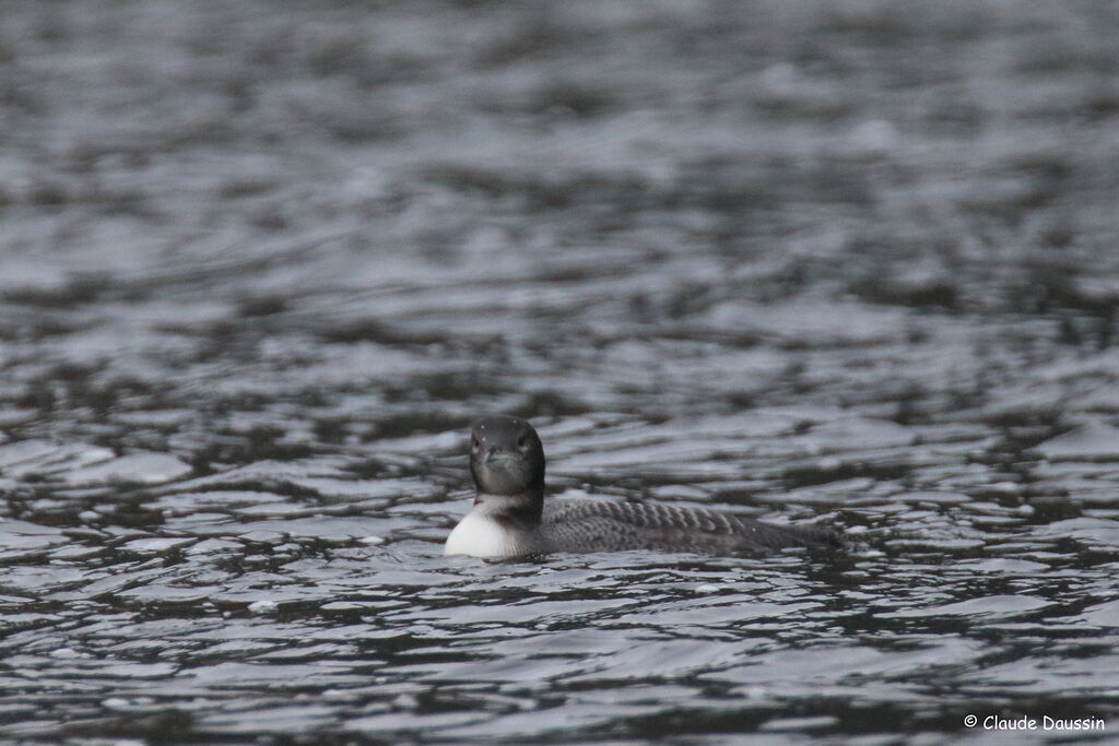 Plongeon imbrin