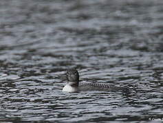 Common Loon