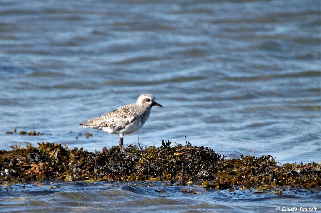 Grey Plover