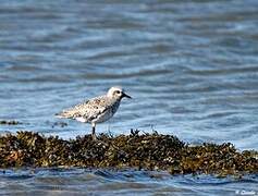 Grey Plover