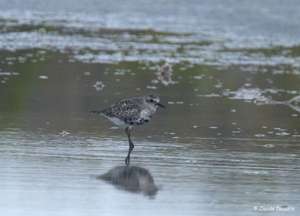 Grey Plover