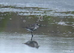 Grey Plover