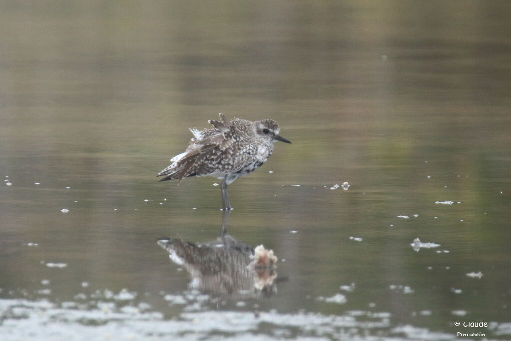 Grey Plover