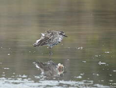 Grey Plover