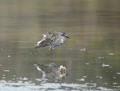 Grey Plover