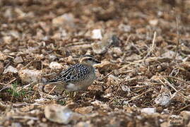 Eurasian Dotterel