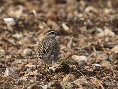 Eurasian Dotterel