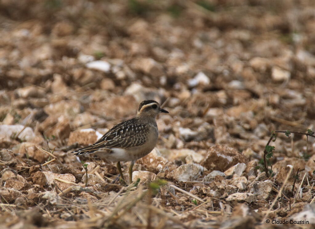 Eurasian Dottereladult post breeding