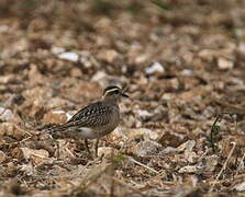 Eurasian Dotterel