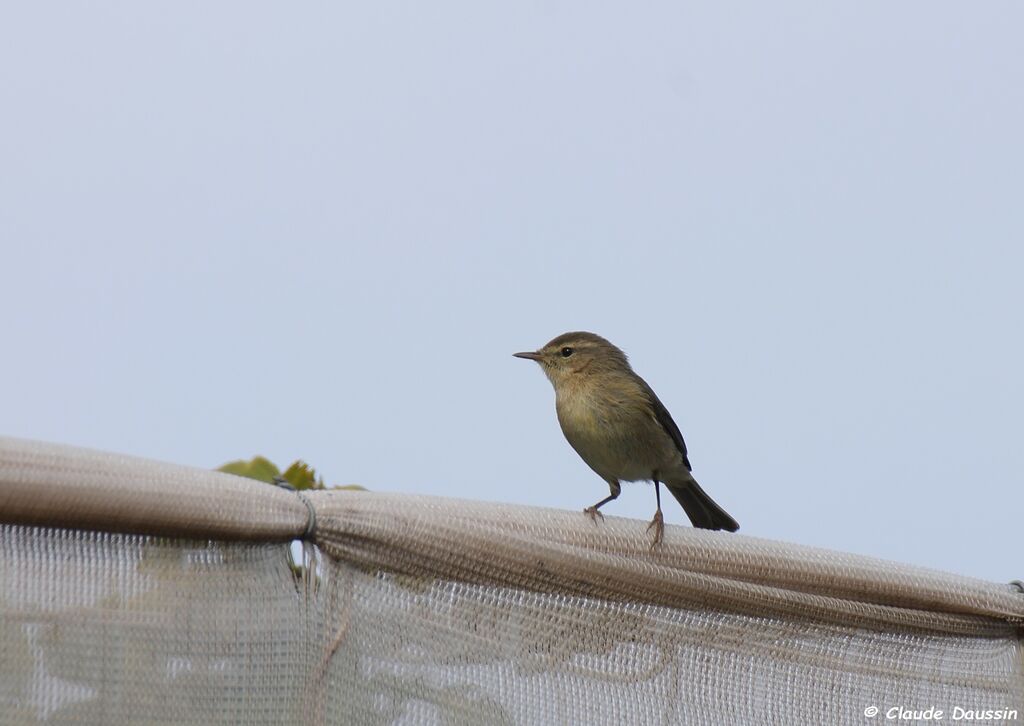 Canary Islands Chiffchaff