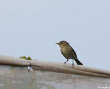 Canary Islands Chiffchaff