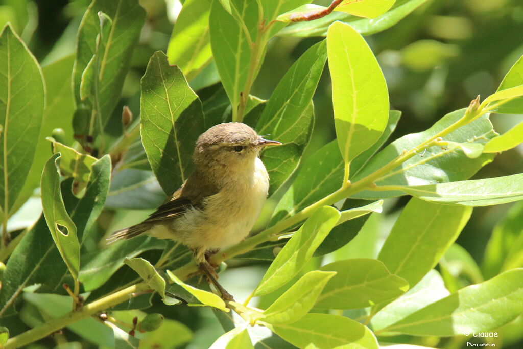 Canary Islands Chiffchaff