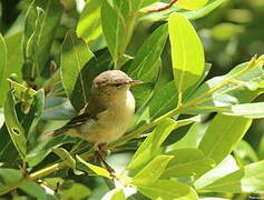 Canary Islands Chiffchaff