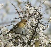 Willow Warbler