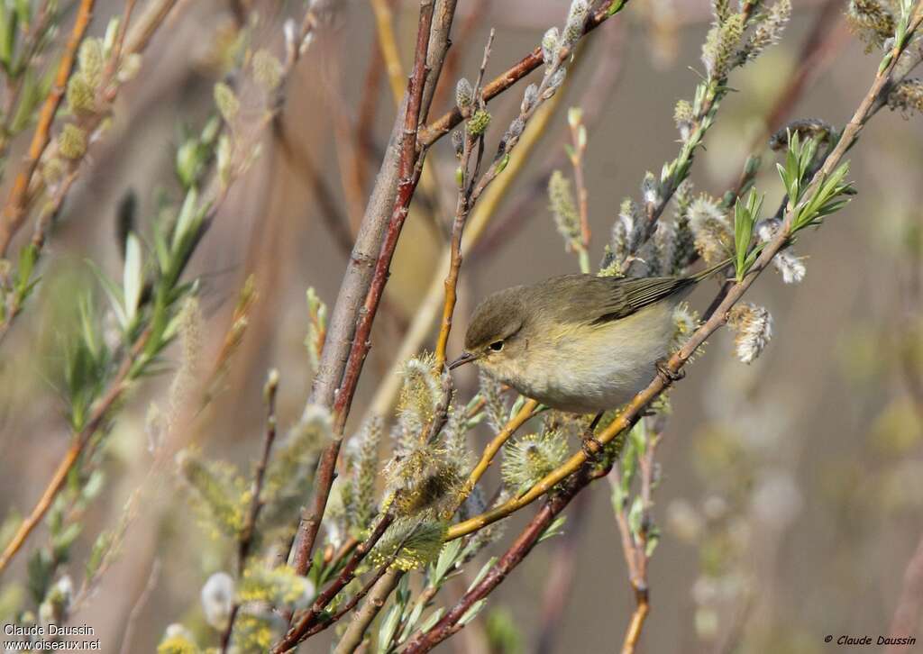 Common Chiffchaffadult, pigmentation