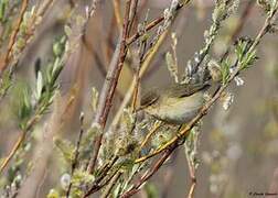 Common Chiffchaff