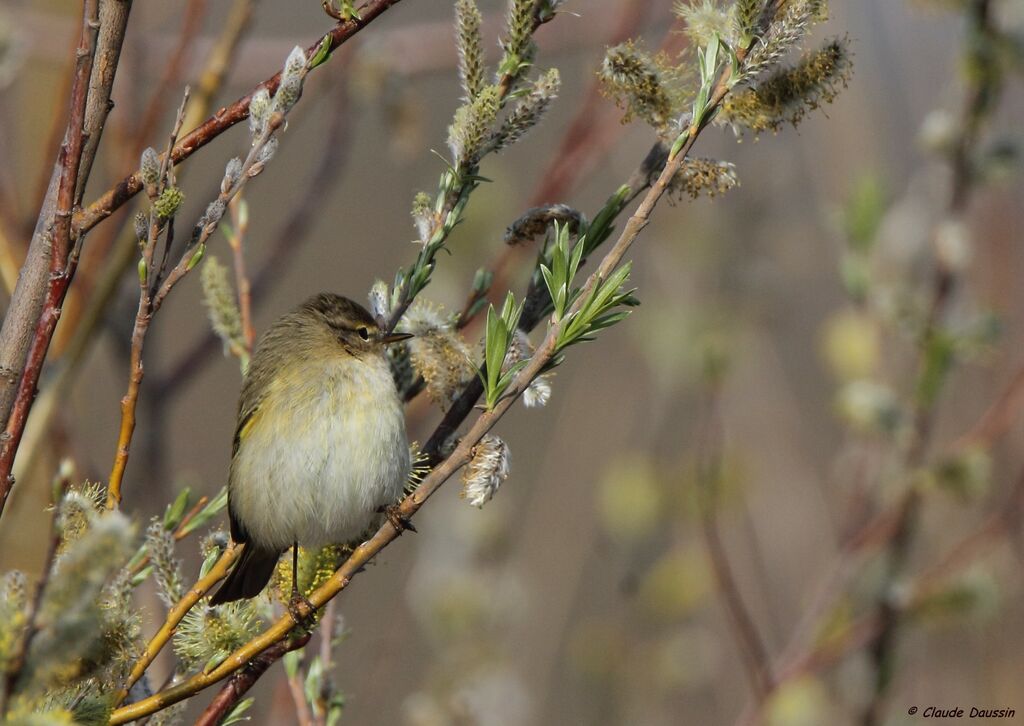 Common Chiffchaff