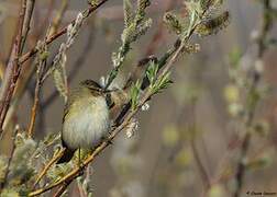 Common Chiffchaff