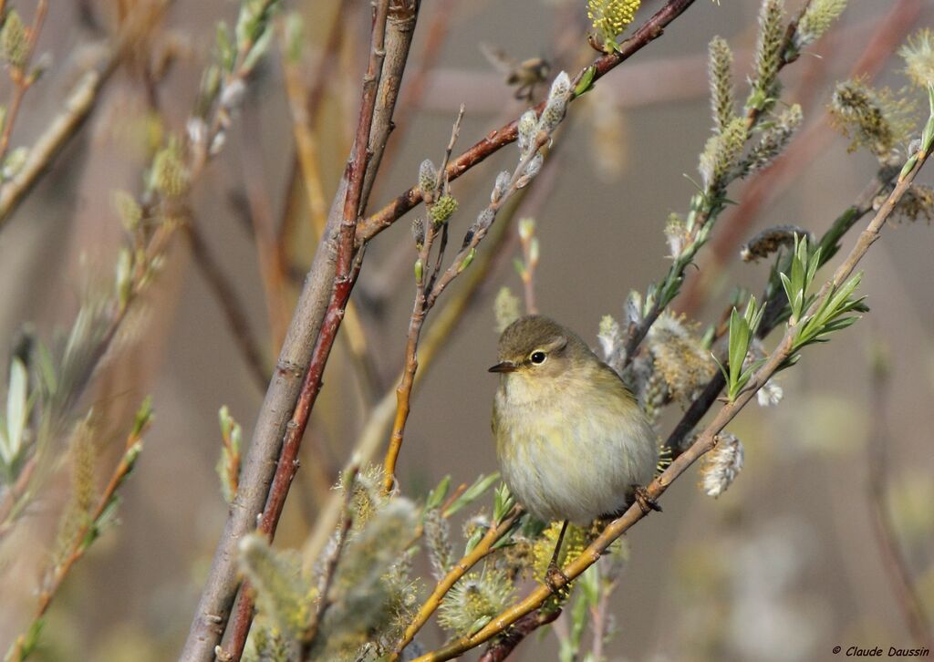 Common Chiffchaff