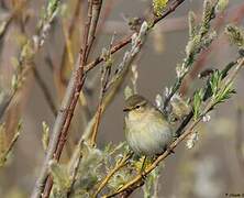 Common Chiffchaff