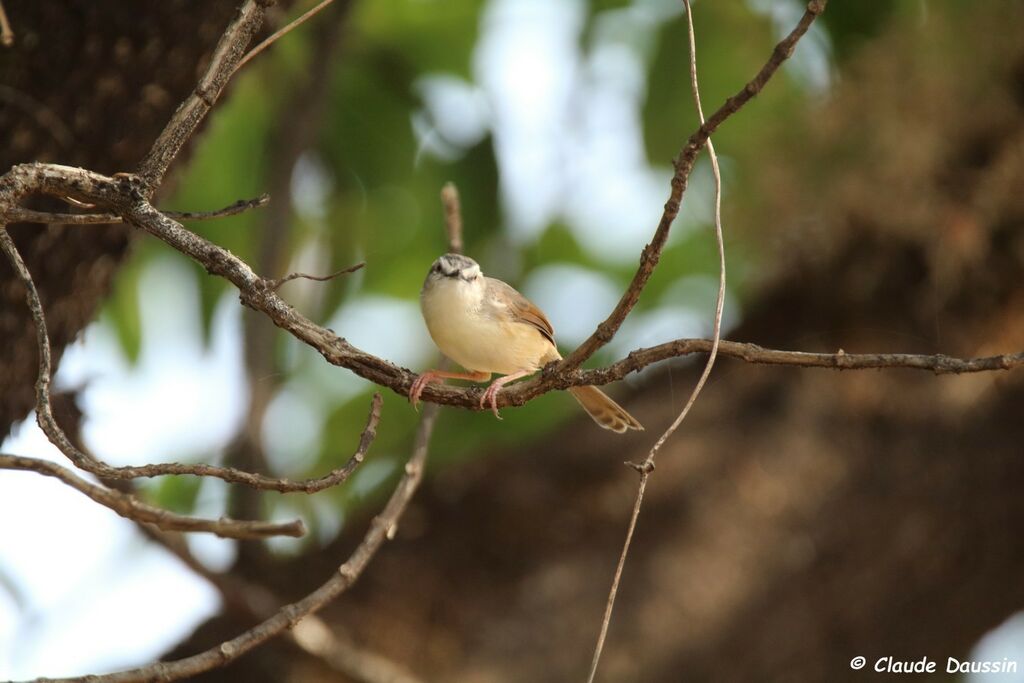 Prinia modeste