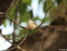 Prinia modeste