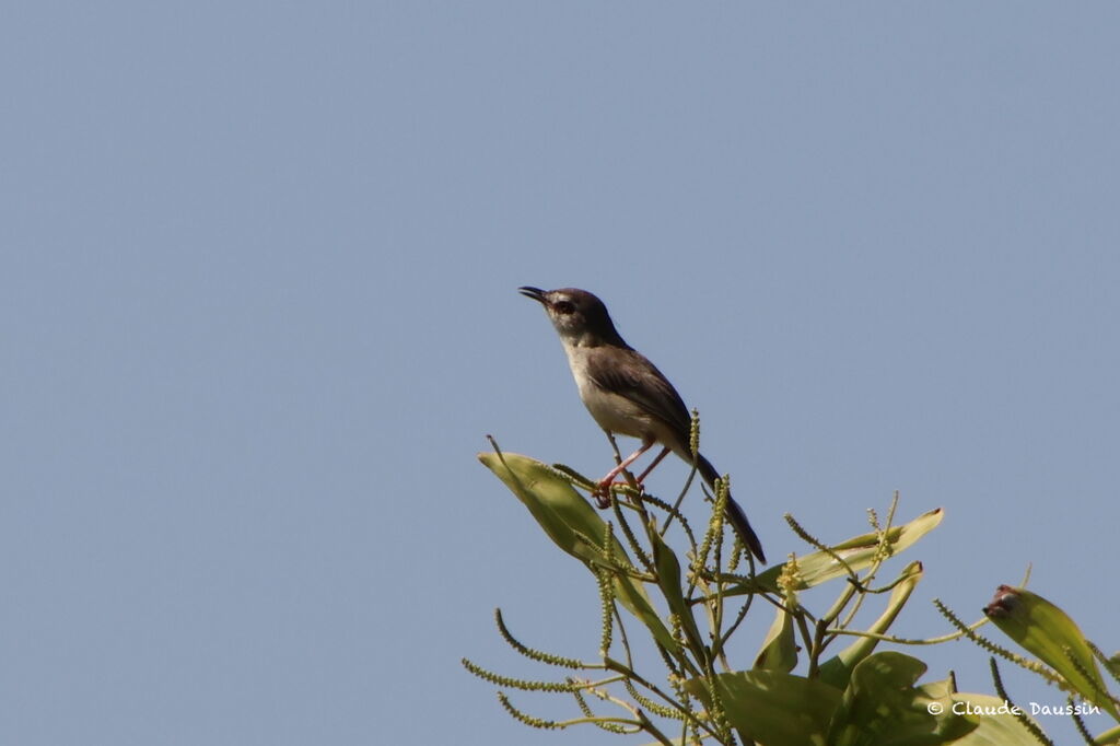 Plain Prinia