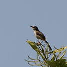 Prinia simple