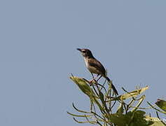 Plain Prinia