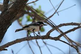 Chinspot Batis