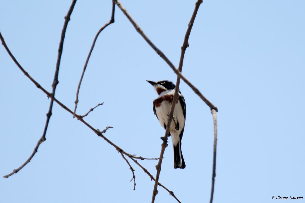 Chinspot Batis