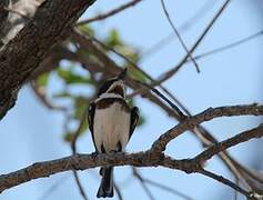 Chinspot Batis