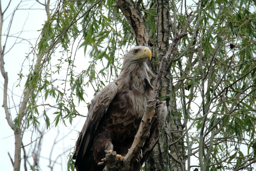 White-tailed Eagle