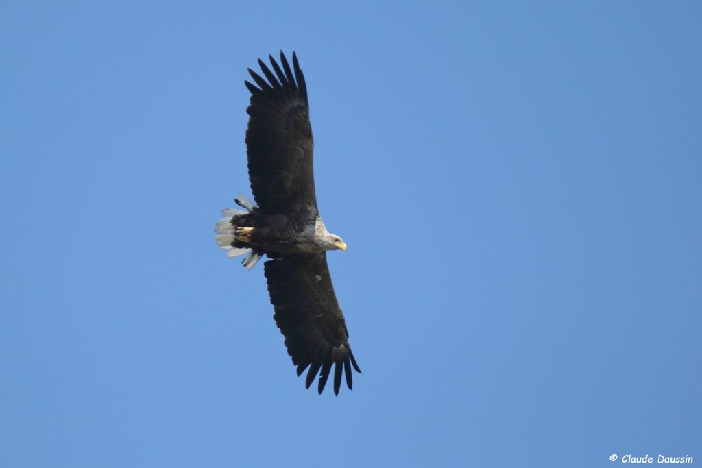 White-tailed Eagle