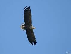 White-tailed Eagle